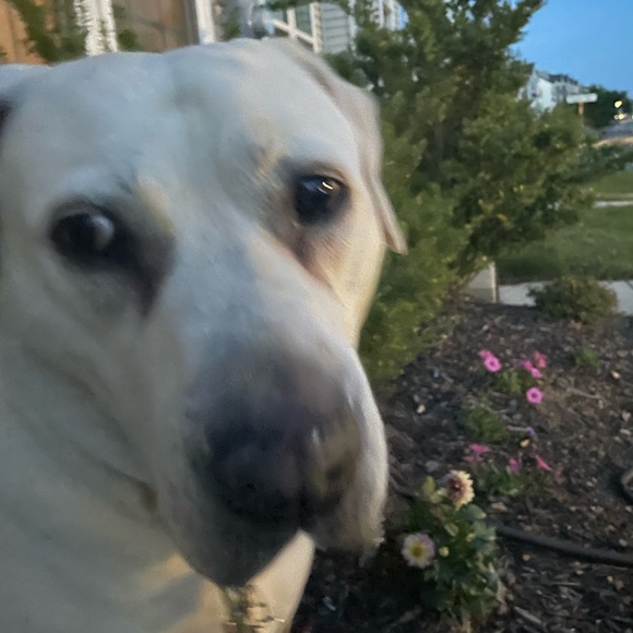 Meet your Posher, Chris - Picture 3 of 3